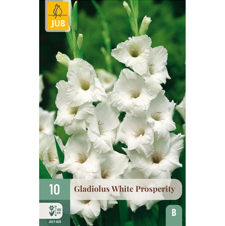 Bulbi de Gladiole - Bulbi Gladiole White Prosperity Calitate I Jub Holland Pepiniera Sibiu