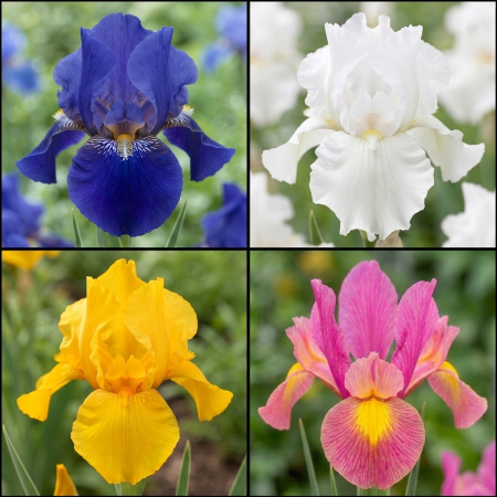 Bulbi de Irisi - Stanjenel - pachet-10-bulbi-iris-hollandica-mix-pepiniera-sibiu