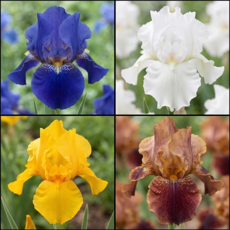 Bulbi de Irisi - Stanjenel - pachet-10-bulbi-iris-hollandica-mix-pepiniera-sibiu