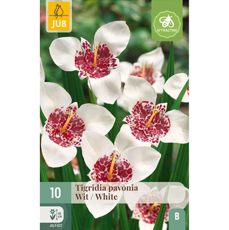 Bulbi de Tigridia - Pachet 10 Bulbi Tigridia Pavonia White Floarea Pavoniei Jub Holland Pepiniera Sibiu