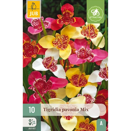Bulbi de Tigridia - Pachet 10 Bulbi Tigridia Pavonia Mix Floarea Pavoniei Jub Holland Pepiniera Sibiu