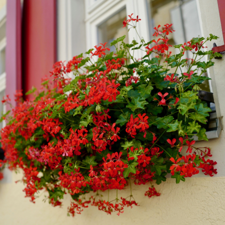 Flori Gradina si Balcon - Pachet 12 Muscata Tiroleze - Rosu (P12)