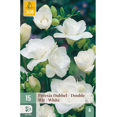 Bulbi de Frezie - Bulbi Freesia Double Alb Frezii Batute Albe Jub Holland Pepiniera Sibiu