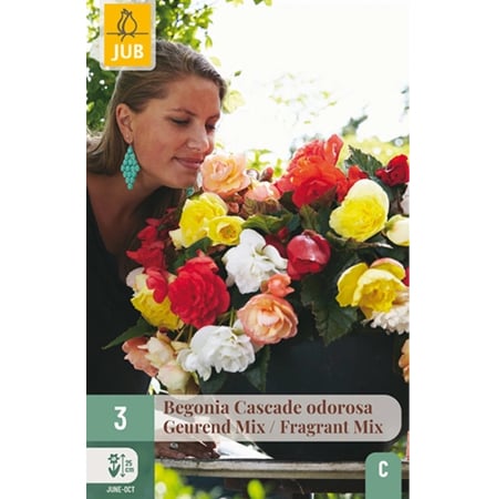 Bulbi de Begonia - Pachet 3 Bulbi Begonia Cascade Odorosa Fragrant Mix Curgatoare Jub Holland Pepiniera Sibiu
