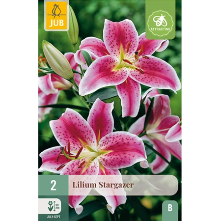 Bulbi de Crini - Bulbi Crini Orientali Stargazer Parfumati Jub Holland Pepiniera Sibiu