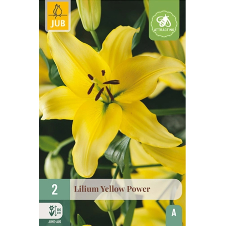 Bulbi de Crini - Bulbi Crini Yellow Power Galben Intens Jub Holland Pepiniera Sibiu