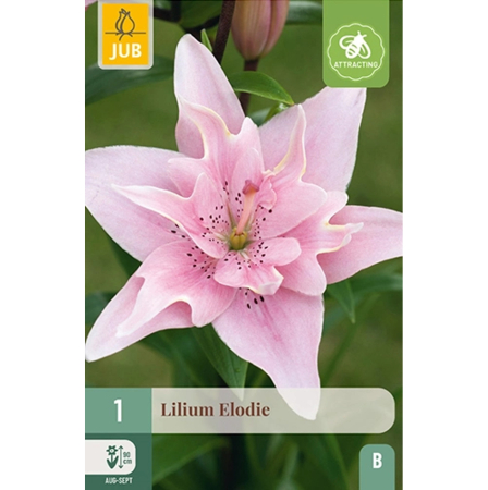 Bulbi de Crini - Bulbi Crini Elodie Roz Dubli Fara Polen Jub Holland Pepiniera Sibiu