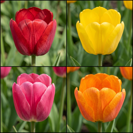 Bulbi de Flori - Pachet 20 Bulbi Lalele Darwin Hybrid Mix - Pepiniera Sibiu