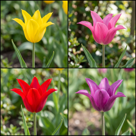 Bulbi de Lalele - Pachet 20 Bulbi Lalele Lily Flowering Mix - Pepiniera Sibiu