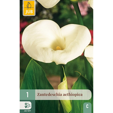 Bulbi de Zantedeschia - Bulb Zantedeschia Aethiopica Cala Alba Jub Holland Pepiniera Sibiu
