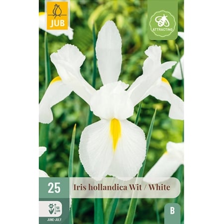 Bulbi de Irisi - Stanjenel - Pachet 25 Bulbi Irisi Hollandica Alb Jub Holland Pepiniera Sibiu