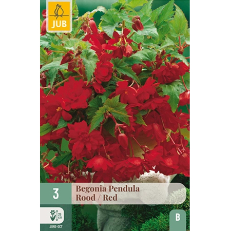 Bulbi de Begonia - Pachet 3 Bulbi Begonia Pendula Red Curgatoare Jub Holland Pepiniera Sibiu