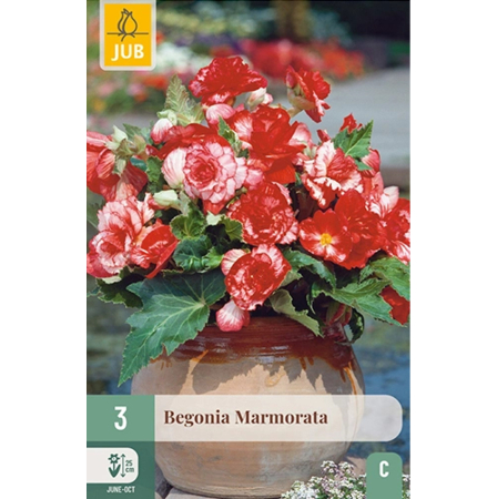 Bulbi de Begonia - Pachet 3 Bulbi Begonia Marmorata Tuberculi Jub Holland Pepiniera Sibiu