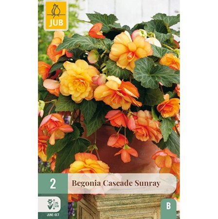 Bulbi de Begonia - Pachet 2 Bulbi Begonia Cascade Sunray Curgatoare Portocalie Jub Holland Pepiniera Sibiu