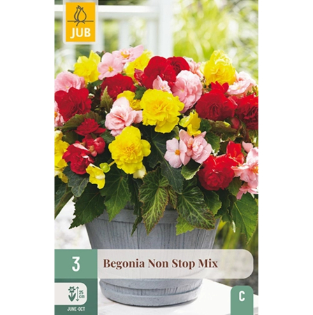 Bulbi de Begonia - Pachet 3 Bulbi Begonia Non Stop Mix Tuberculi Jub Holland Pepiniera Sibiu