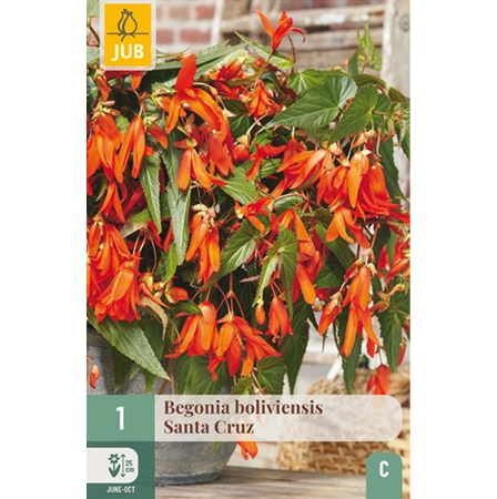 Bulbi de Begonia - Pachet 1 Bulb Begonia Boliviensis Santa Cruz Curgatoare Jub Holland Pepiniera Sibiu