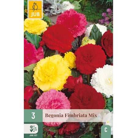 Bulbi de Begonia - Pachet 3 Bulbi Begonia Fimbriata Mix Tuberculi Franjurati Jub Holland Pepiniera Sibiu