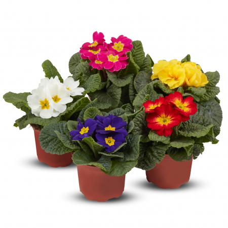 Flori Gradina si Balcon - Pachet 4 Primule in Ghiveci