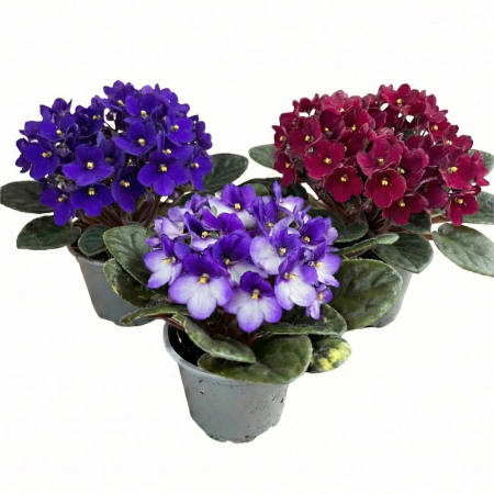 Flori Gradina si Balcon - pachet-3-viorele-saintpaulia-mix-ghiveci-pepiniera-sibiu