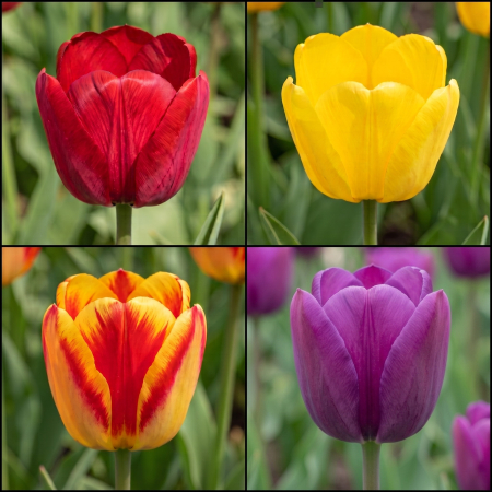 Bulbi de Flori - pachet-5-bulbi-lalele-triumph-mix-pepiniera-sibiu