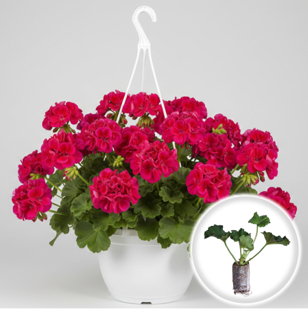 Flori Gradina si Balcon - Pachet 5 Butasi Muscate Calliope Mov Violet Pepiniera Sibiu