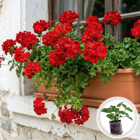 Flori Gradina si Balcon - Pachet 5 Butasi Muscate Curgatoare Duble Pelargonium Peltatum Profesional Pepiniera Sibiu