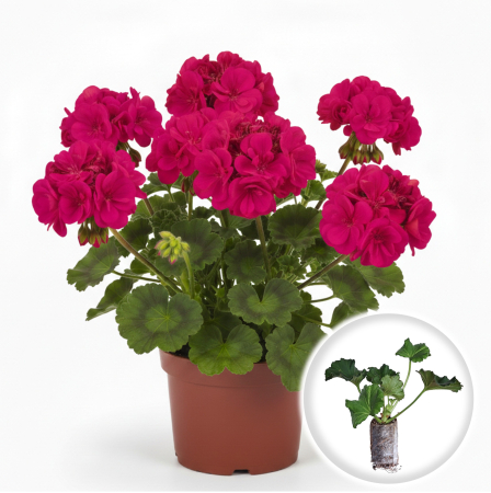 Flori Gradina si Balcon - Pachet 5 Butasi Muscate Drepte Mov Violet Profesionali Pepiniera Sibiu