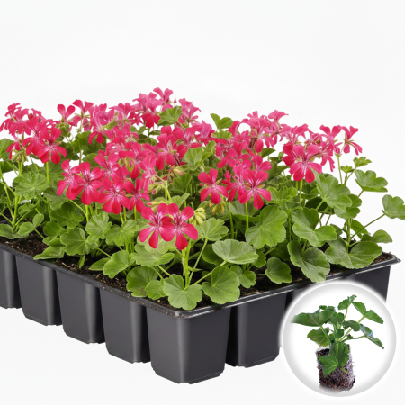 Flori Gradina si Balcon - Pachet 5 Butasi Muscate Tiroleze Bicolor Roz Alb Pepiniera Sibiu