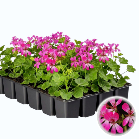 Flori Gradina si Balcon - Pachet 5 Butasi Muscate Tiroleze Bicolor Roz Alb Pepiniera Sibiu