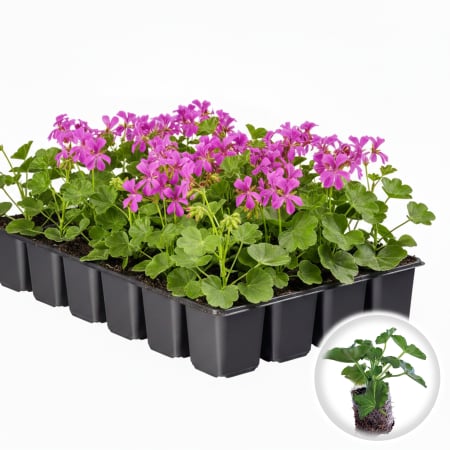 Flori Gradina si Balcon - Pachet 5 Butasi Muscate Tiroleze Roz Curgatoare Pepiniera Sibiu