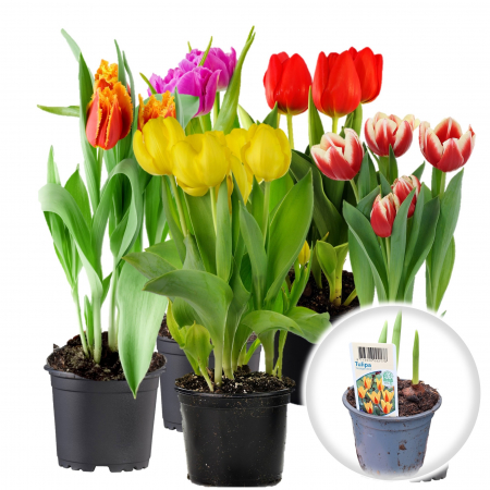 Flori Gradina si Balcon - Pachet 5 Ghivece x3 Lalele