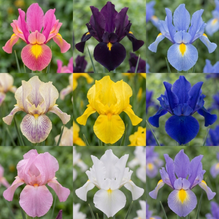 Bulbi de Irisi - Stanjenel - bulbi-iris-hollandica-mix-pachet-50-pepiniera-sibiu