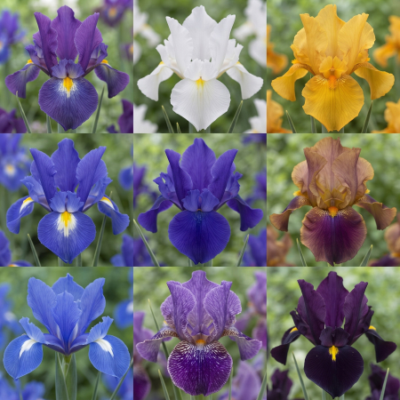 Bulbi de Irisi - Stanjenel - bulbi-iris-hollandica-mix-pachet-50-pepiniera-sibiu
