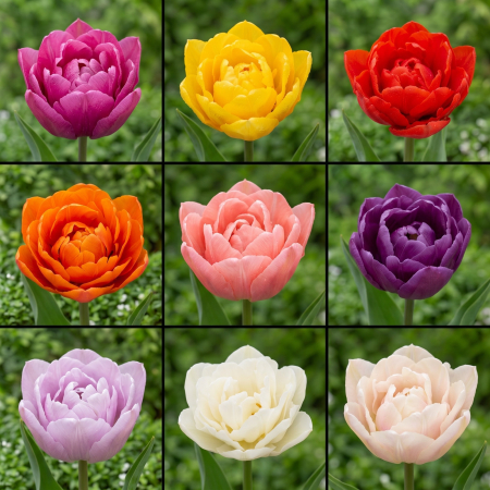 Bulbi de Flori - Pachet-50-bulbi-Lalele-Duble-Mix-Pepiniera-Sibiu