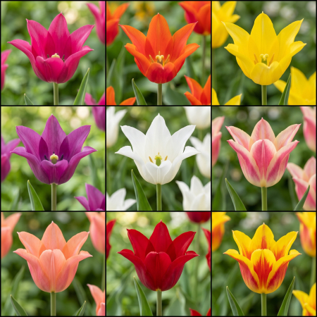 Bulbi de Lalele - Pachet 50 Bulbi Lalele Lily Flowering Mix - Pepiniera Sibiu