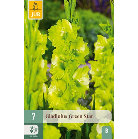 Bulbi de Gladiole - Bulbi Gladiole Green Star Calitate I Jub Holland Pepiniera Sibiu