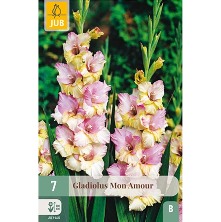 Bulbi de Gladiole - Bulbi Gladiole Mon Amour Calitate I Jub Holland Pepiniera Sibiu