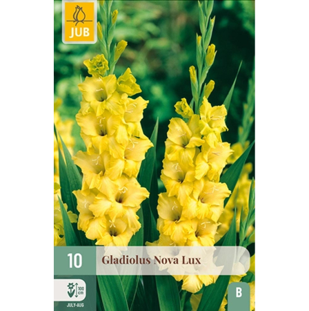 Bulbi de Gladiole - Bulbi Gladiole Nova Lux Calitate I Jub Holland Pepiniera Sibiu