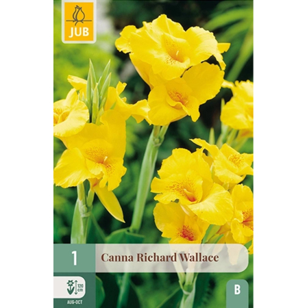 Bulbi de Canna - Bulb Canna Richard Wallace Galben Intens Jub Holland Pepiniera Sibiu