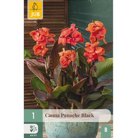 Bulbi de Canna - Bulb Canna Panache Black Cana de India Frunziș Închis Jub Holland Pepiniera Sibiu