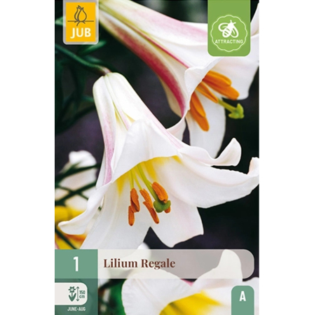 Bulbi de Crini - Bulb Crin Regale Alb Parfumat Jub Holland Pepiniera Sibiu