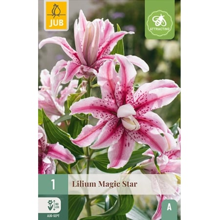 Bulbi de Crini - Bulb Crin Magic Star Oriental Dublu Jub Holland Pepiniera Sibiu