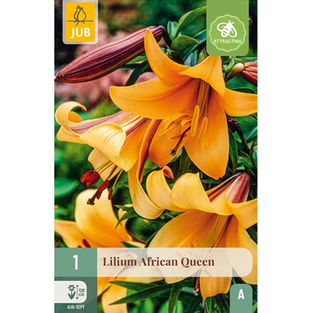 Bulbi de Crini - Bulb Crin African Queen Lilium Trumpet Jub Holland Pepiniera Sibiu