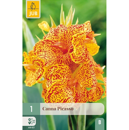 Bulbi de Canna - Bulb Canna Picasso Cana de India Bicolora Jub Holland Pepiniera Sibiu