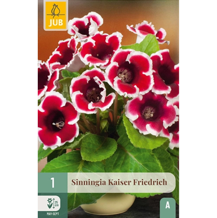 Bulbi de (Gloxinia ) Sinningia - Bulb Sinningia Kaiser Friedrich Gloxinia Rosu Alb Jub Holland Pepiniera Sibiu