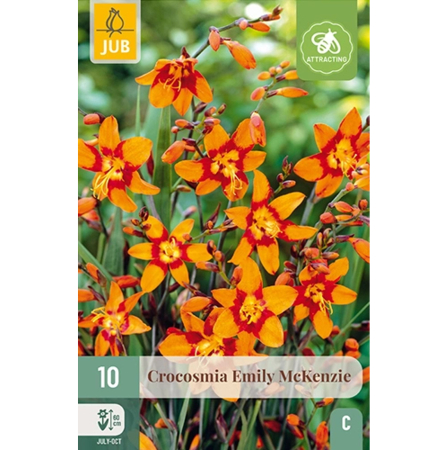Bulbi de Crocosmia - Pachet 10 Bulbi Crocosmia Emily McKenzie Montbretia Jub Holland Pepiniera Sibiu