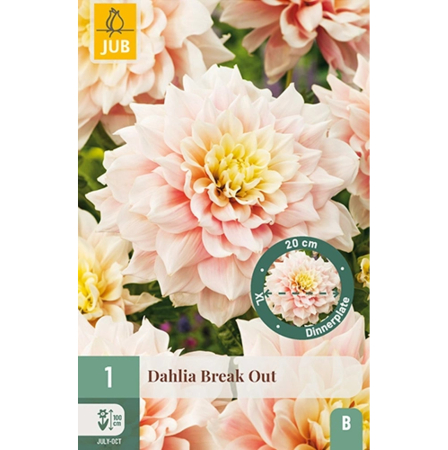 Bulbi de Dalia - Bulbi Dalia Break Out Rizom Calitate I Jub Holland Pepiniera Sibiu