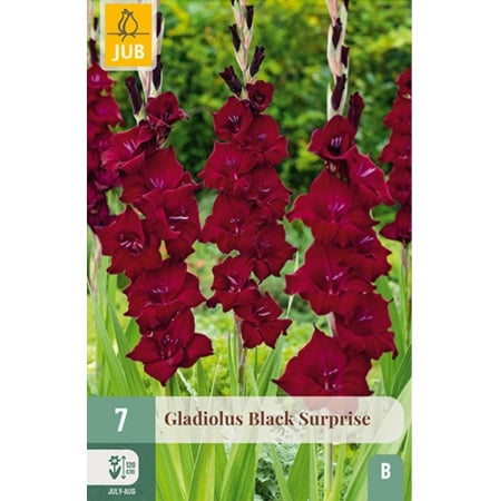 Bulbi de Gladiole - Bulbi Gladiole Black Surprise Calitate I Jub Holland Pepiniera Sibiu