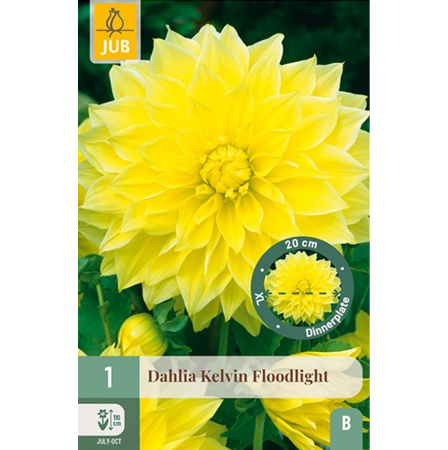 Bulbi de Dalia - Bulbi Dalia Kelvin Floodlight Rizom Calitate I Jub Holland Pepiniera Sibiu