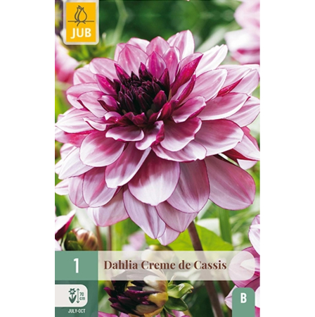 Bulbi de Dalia - Pachet Bulbi Dalia Creme de Cassis Rizom Calitate I Jub Holland Pepiniera Sibiu